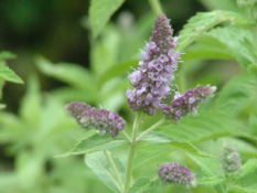 Mentha longifoliaHertsmunt bestellen